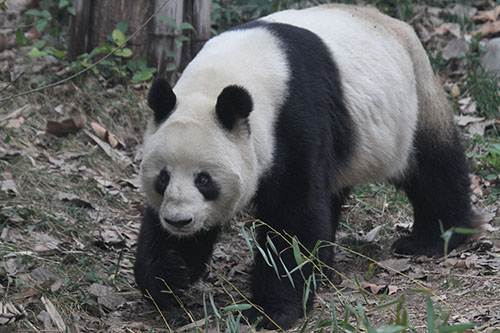 Are Wild Pandas Still Endangered? – Global Cause Foundation